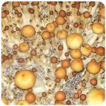 Псилоцибиновые (галлюциногенные)  грибы Psilocybin "Golden Teacher" в Керчи