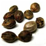 Семена марихуаны АК-47  (Seeds AK-47) в Керчи